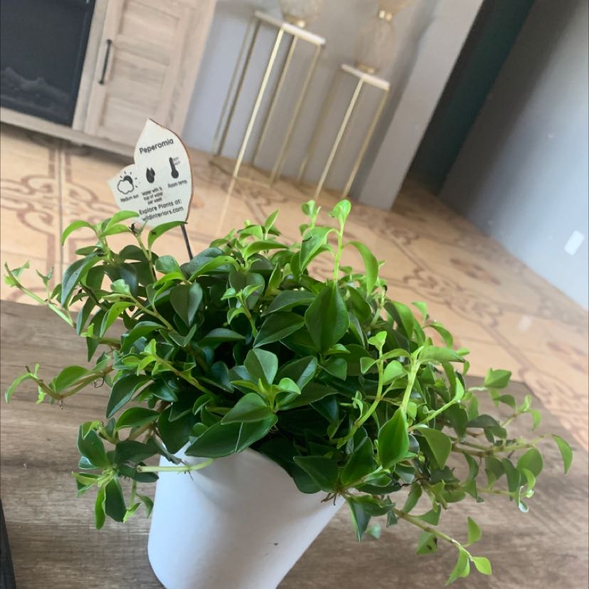 Photo of the plant species Backet Plant by @IconChervil named Peperomia on Greg, the plant care app
