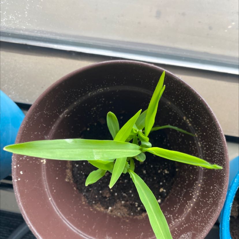 Young corn plant in a brown pot with visible soil, healthy green leaves.