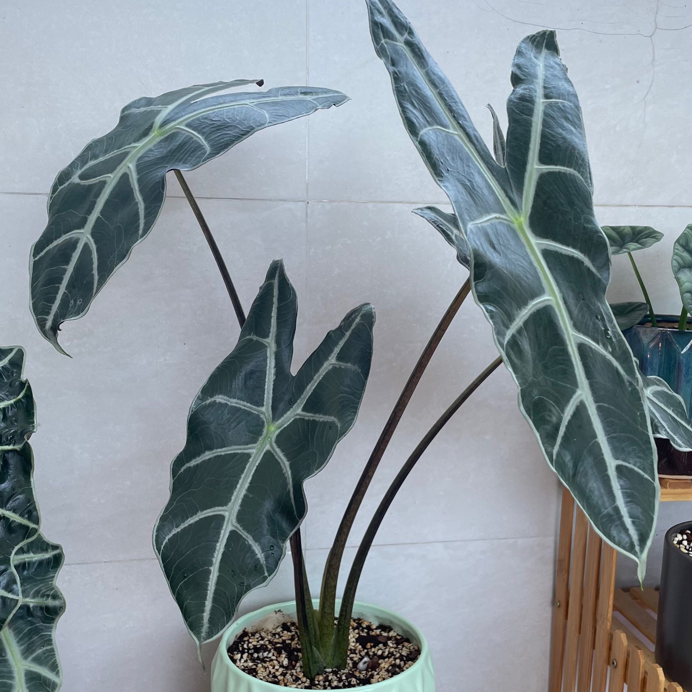 Healthy Alocasia longiloba plant with large, dark green leaves and visible soil.