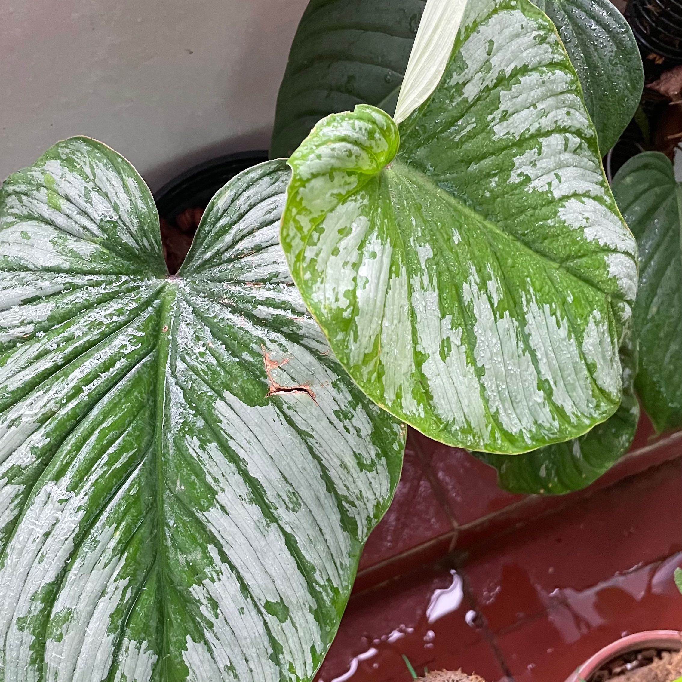 Philodendron mamei with large, variegated leaves. No visible health issues.