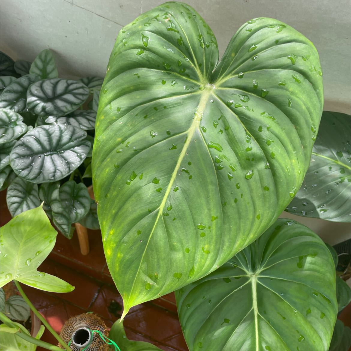 Philodendron 'McDowell' with large, healthy green leaves, well-framed and centered.