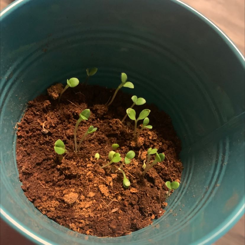 Young seedlings of true Forget-Me-Not in a small pot with visible soil.