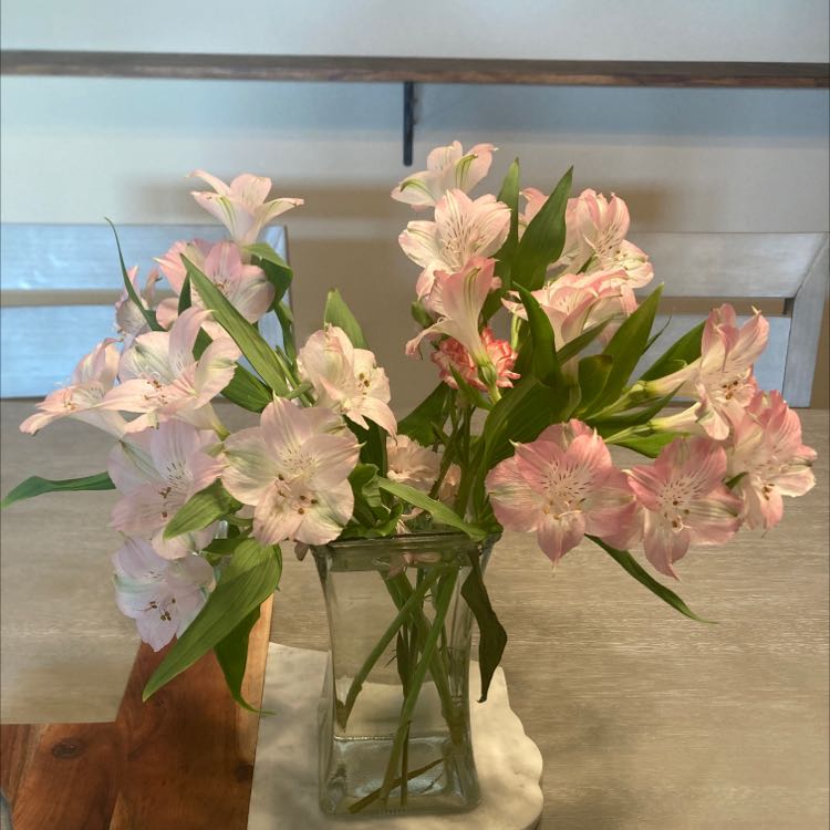 Bouquet of Peruvian-Lily flowers in a glass vase with pink and white blooms.