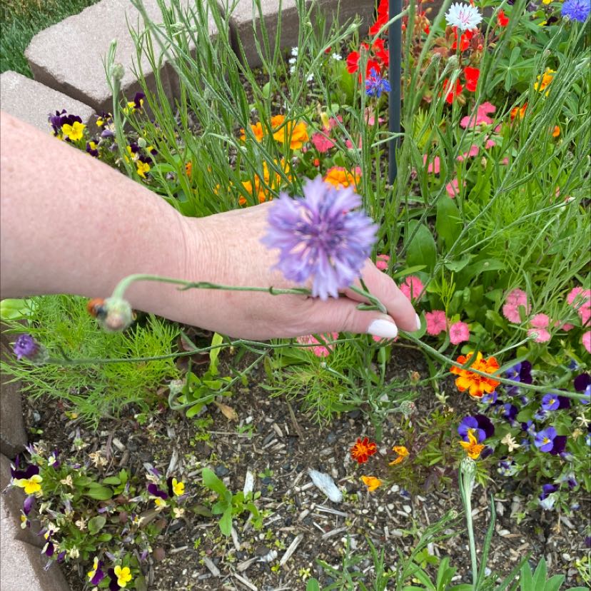 A hand holding a purple cornflower in a garden bed with various flowering plants.