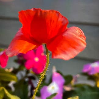 Common Poppy plant in Butte, Montana