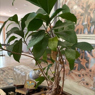 Bonsai plant in Medicine Hat, Alberta