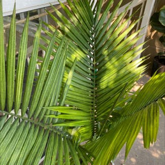 Majesty Palm plant in Medicine Hat, Alberta