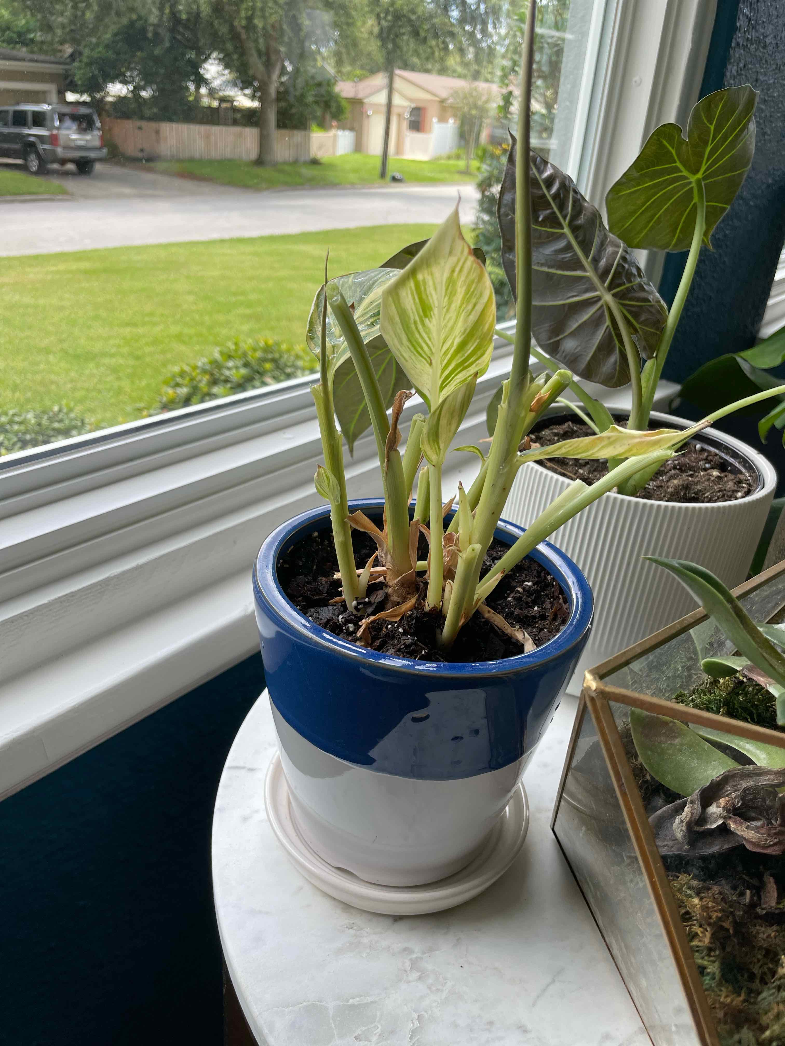 Potted Variegated Shell Ginger plant on a windowsill with some yellowing and browning leaves.