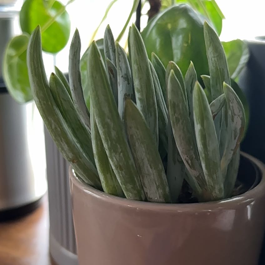 Potted Narrow-Leaf Chalk Sticks plant with healthy green leaves and white markings.