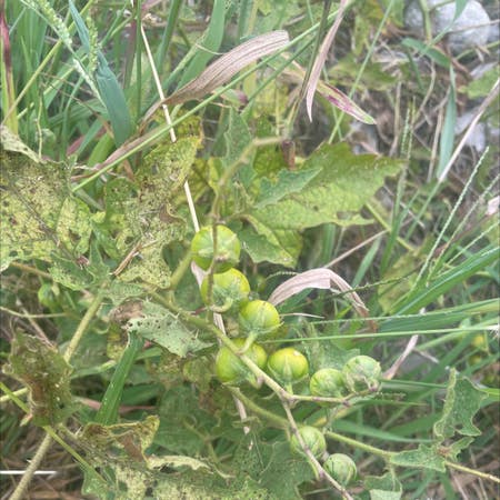 Photo of the plant species Solanum Carolinense by Jazzysedum named Your plant on Greg, the plant care app