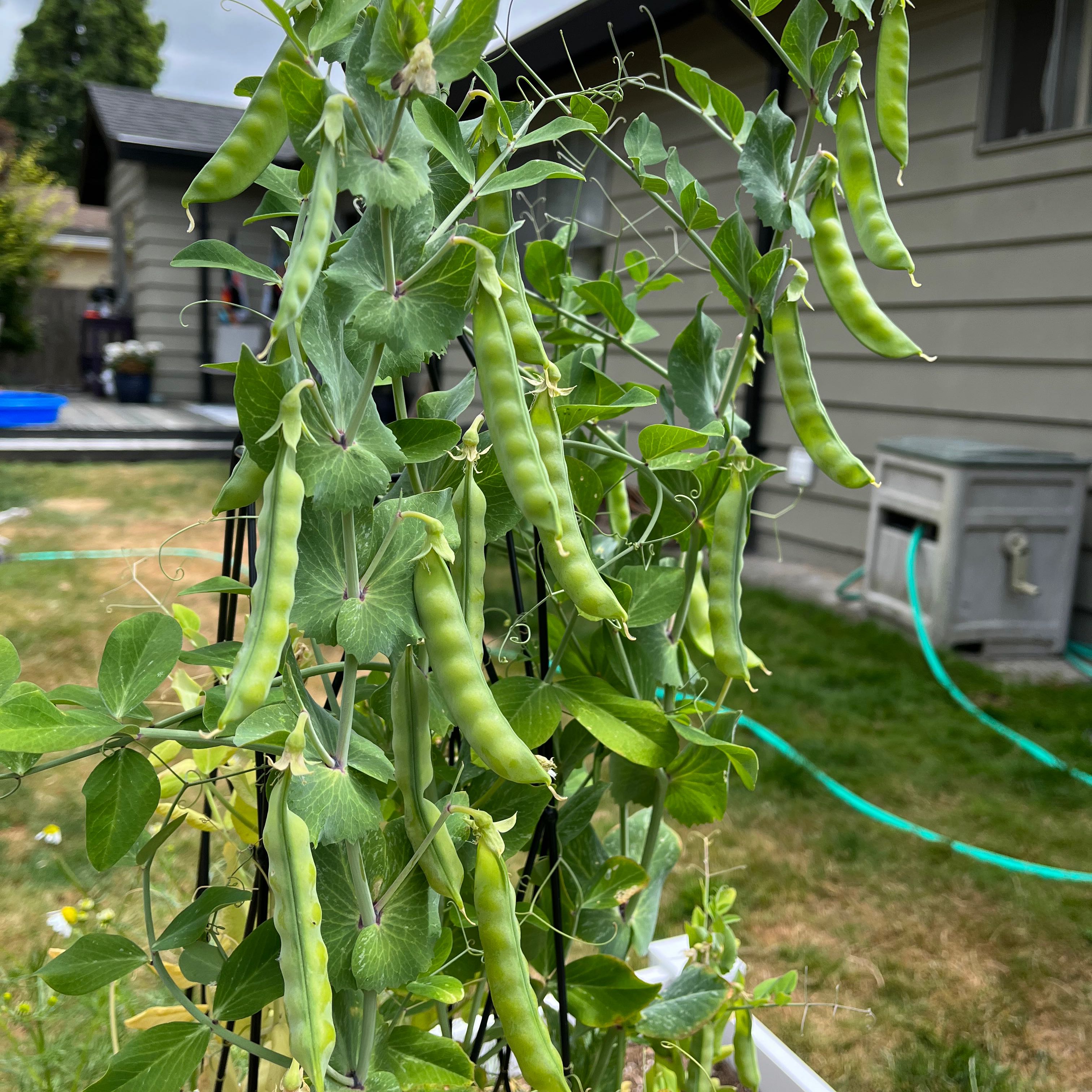 Annual Sweet Pea plant with green pods growing on a trellis.