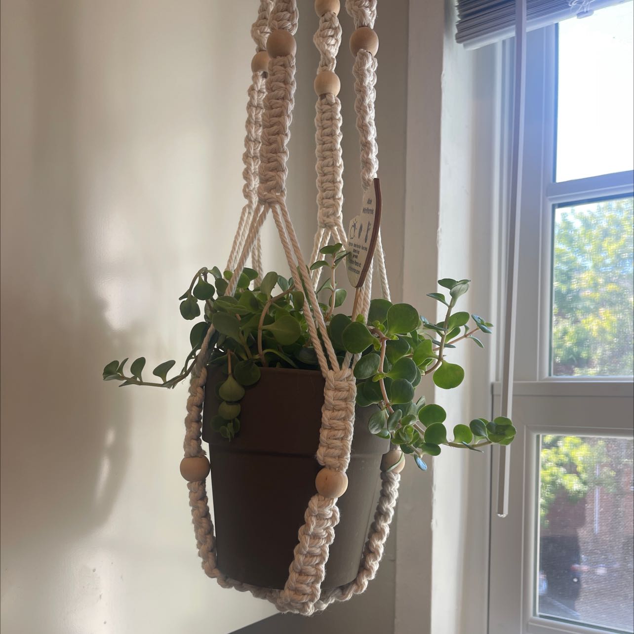Photo of the plant species Aloe mitriformis by @BaebyMama named Pollyanna on Greg, the plant care app