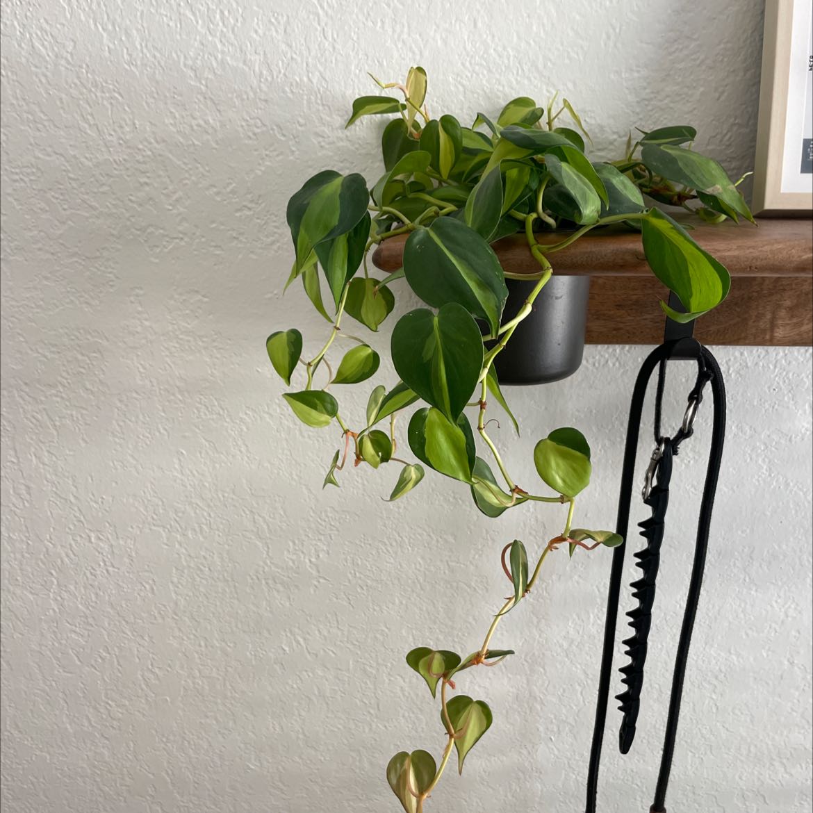 Photo of the plant species Philodendron Brasil by @KineticBlueweed named Your plant on Greg, the plant care app