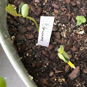 Photo of the plant species Soybean 'Envy' by @Hysteric named Forrest on Greg, the plant care app