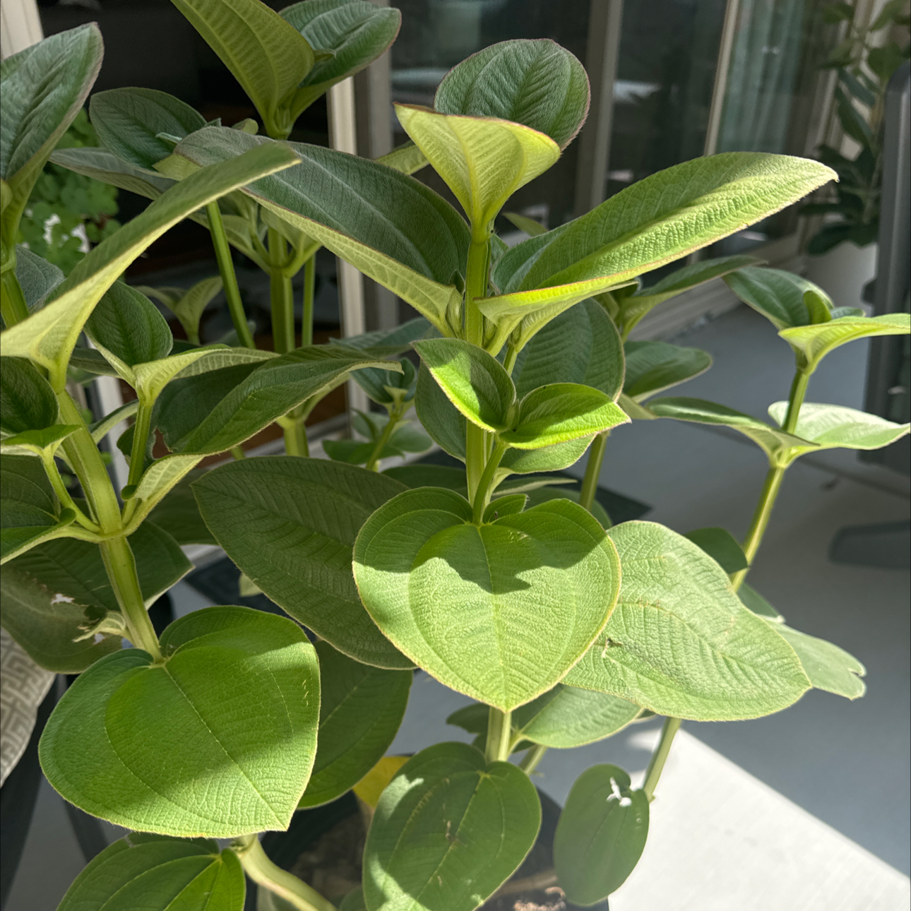 Photo of the plant species Princess flower by @teacher12 named Diana Prince on Greg, the plant care app