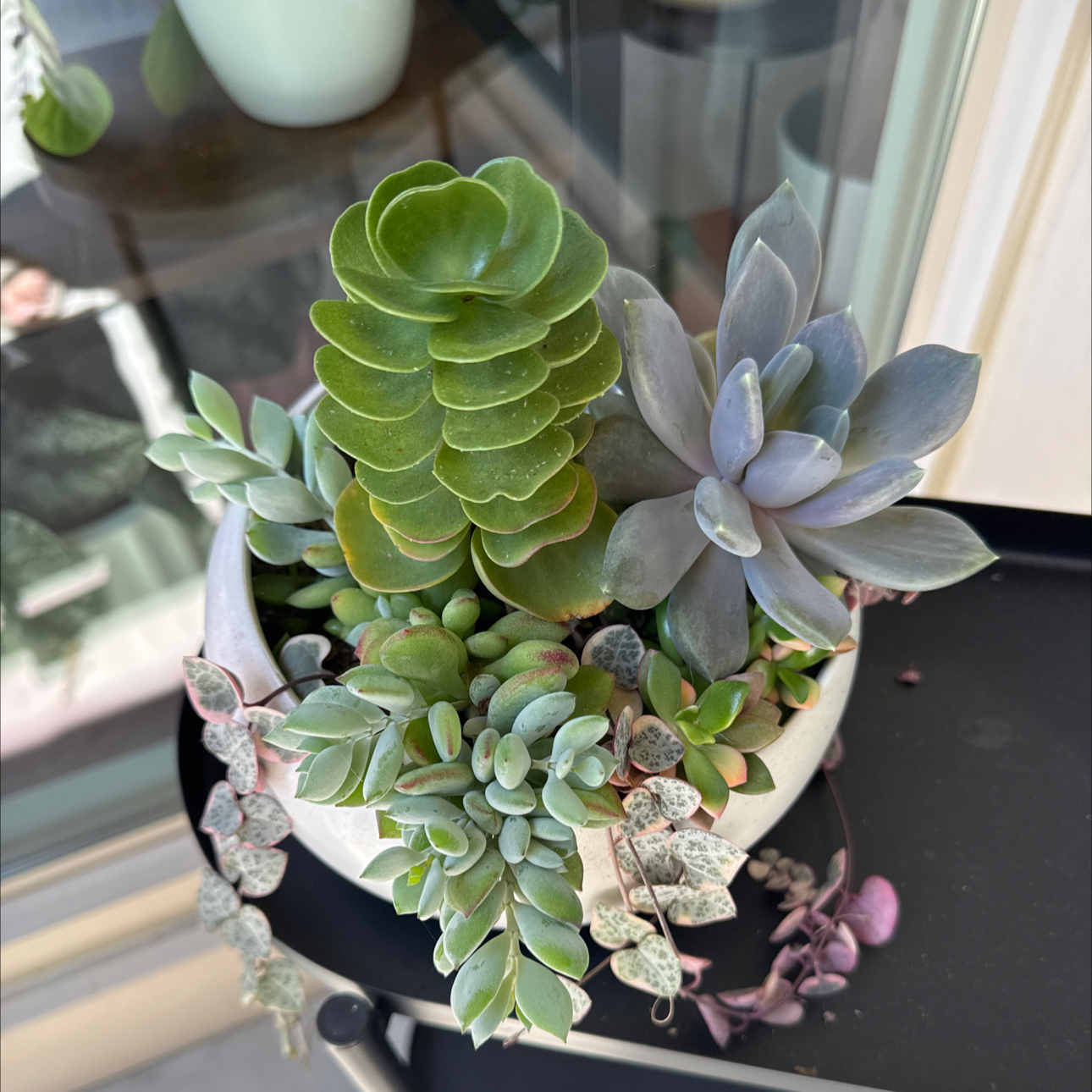 Photo of the plant species Portulaca molokiniensis 'Maraca' by @teacher12 named Molokai on Greg, the plant care app