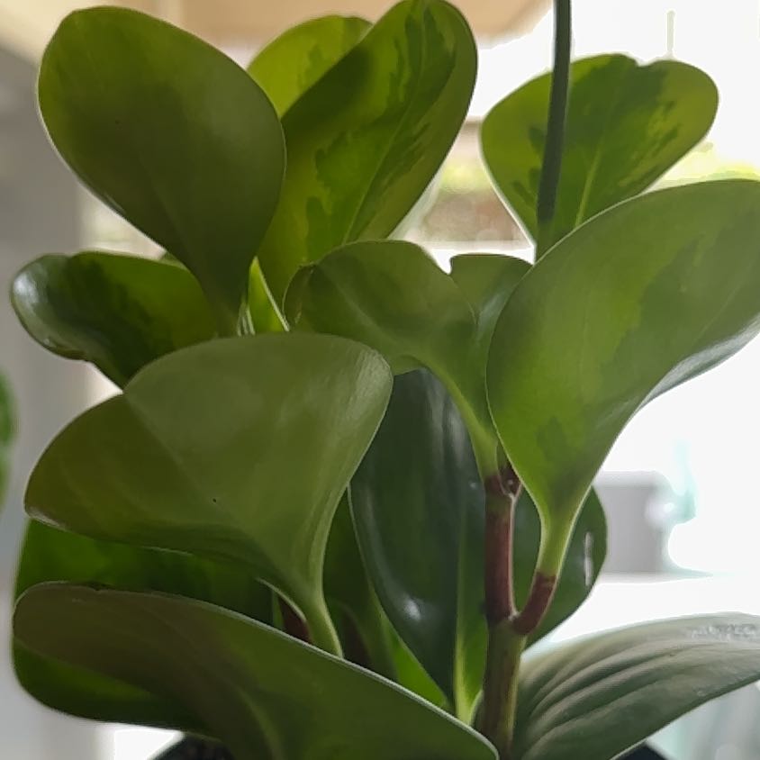 Healthy Lemon Lime Peperomia plant with vibrant green leaves.