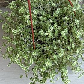 Shamrock Lucky Tears