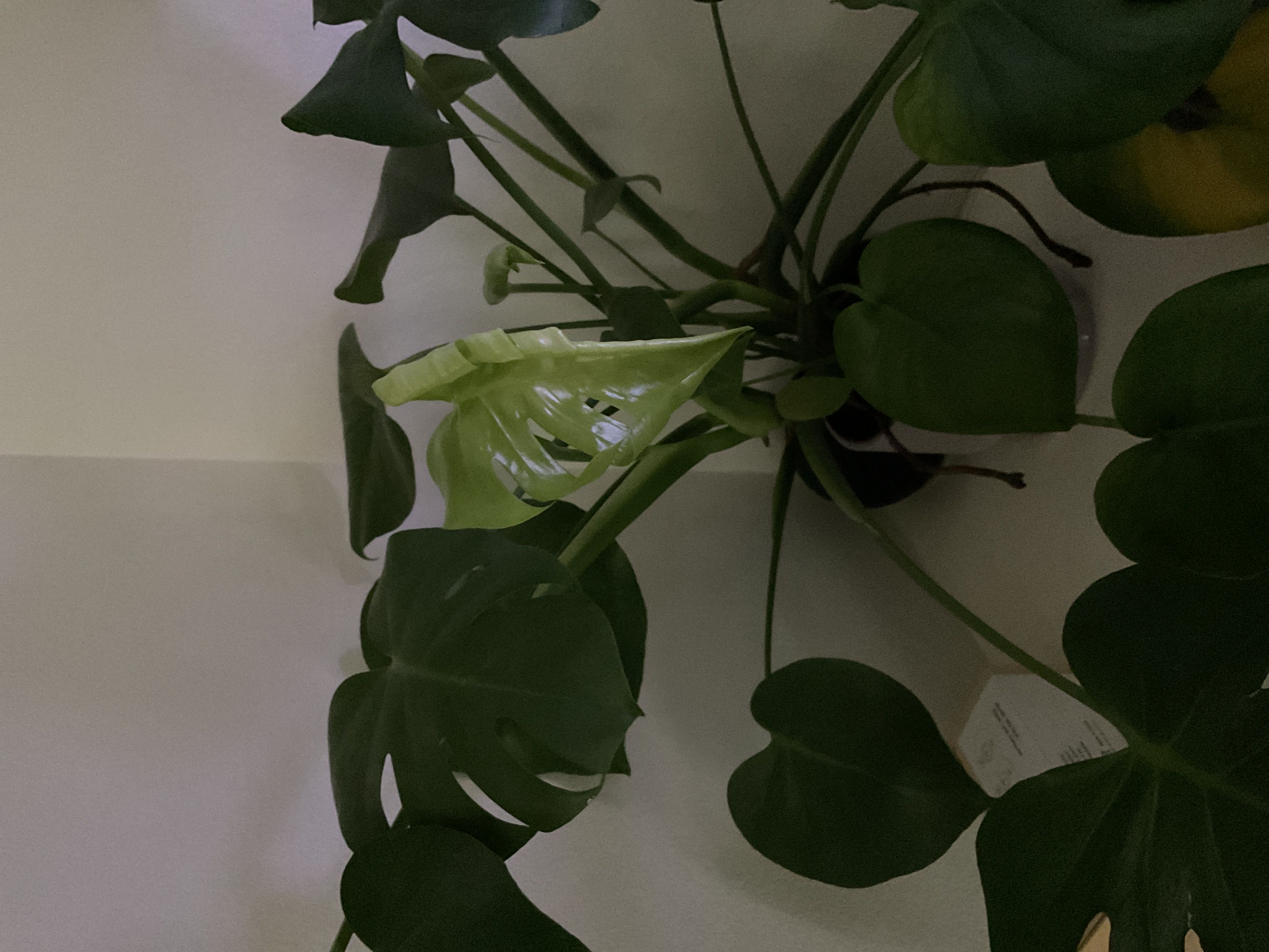 Photo from the post