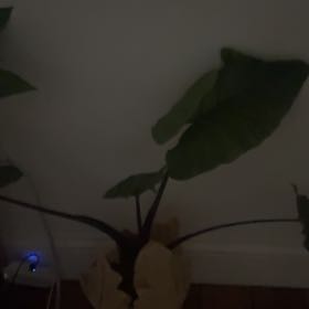 Photo of the plant species Taro by @teacher12 named Tiger on Greg, the plant care app