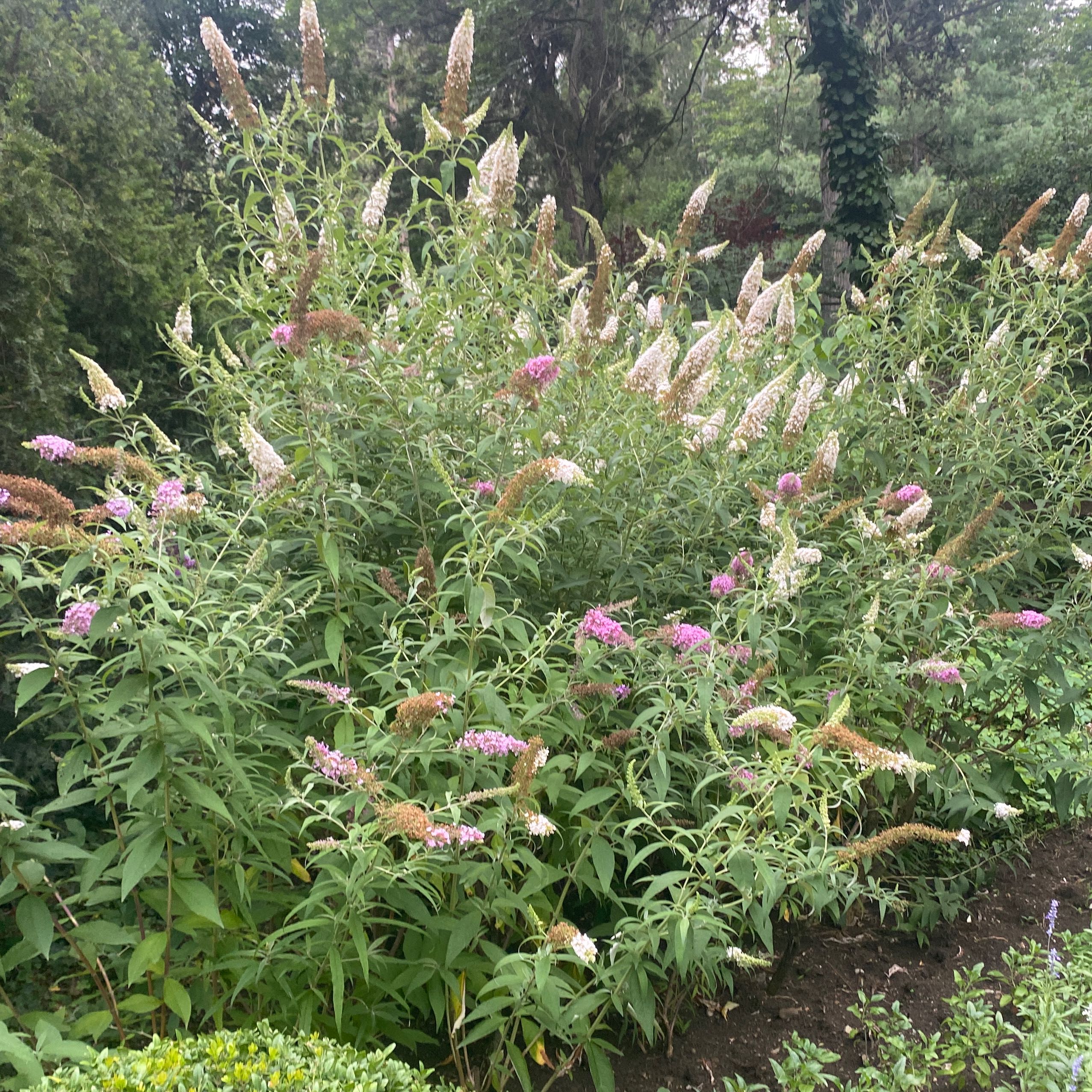 Orange Eye Butterflybush with numerous flower clusters and green leaves.