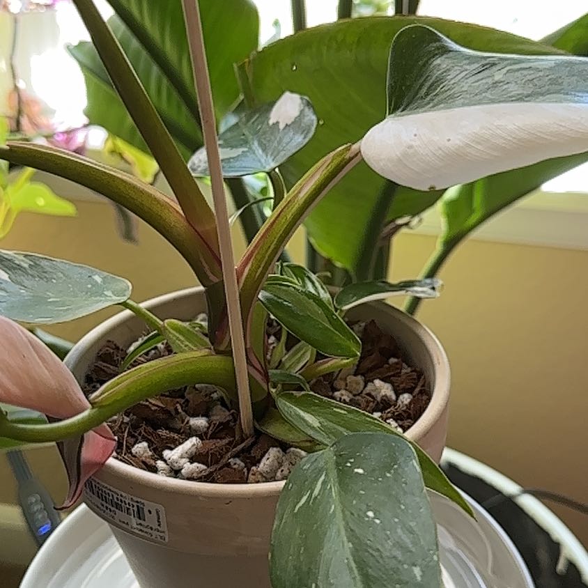 Philodendron 'White Princess' plant in a pot with variegated leaves.