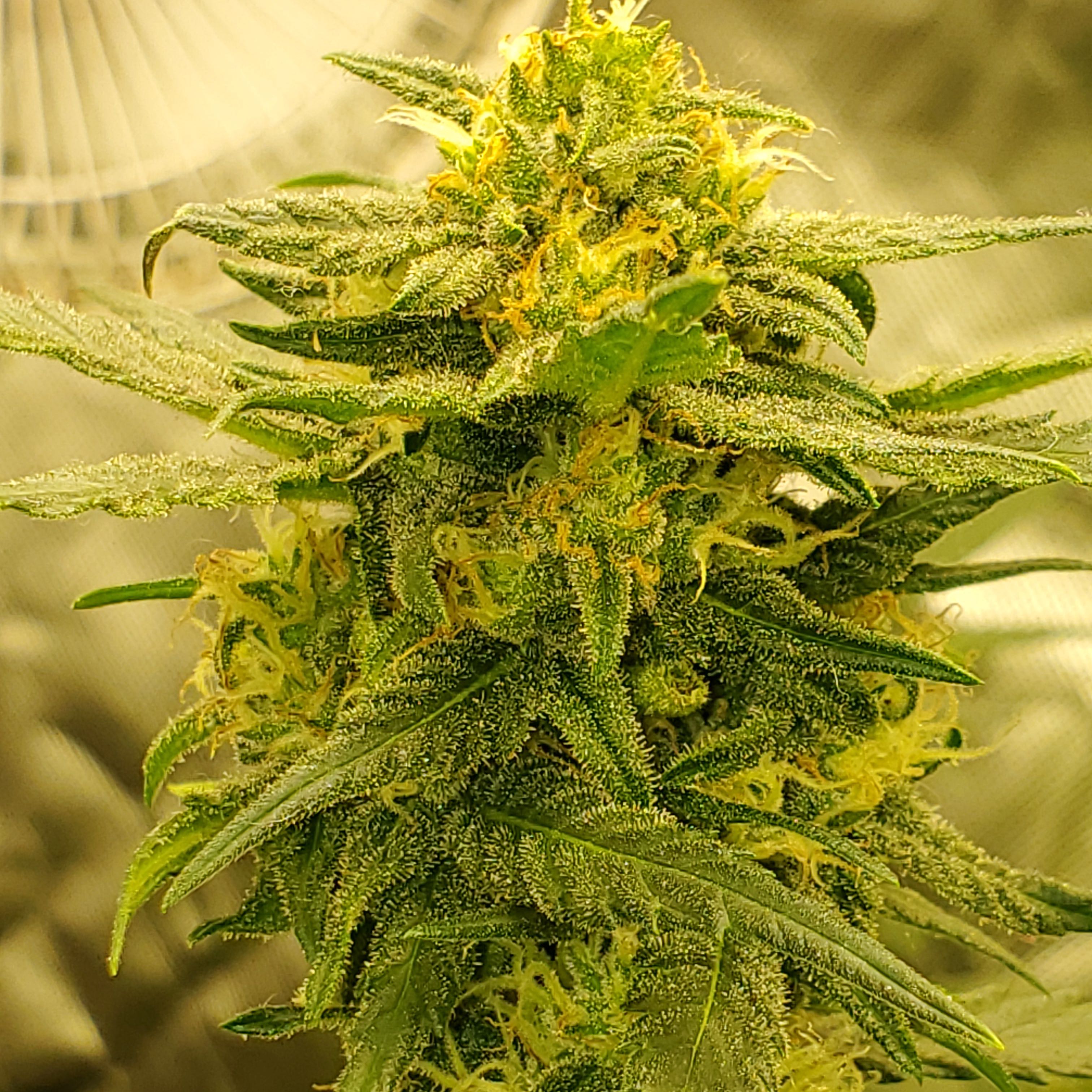 Photo of the plant species Marijuana by @Dankassnugget named Mando on Greg, the plant care app