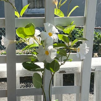 Brazilian Jasmine plant in Bristol, Rhode Island