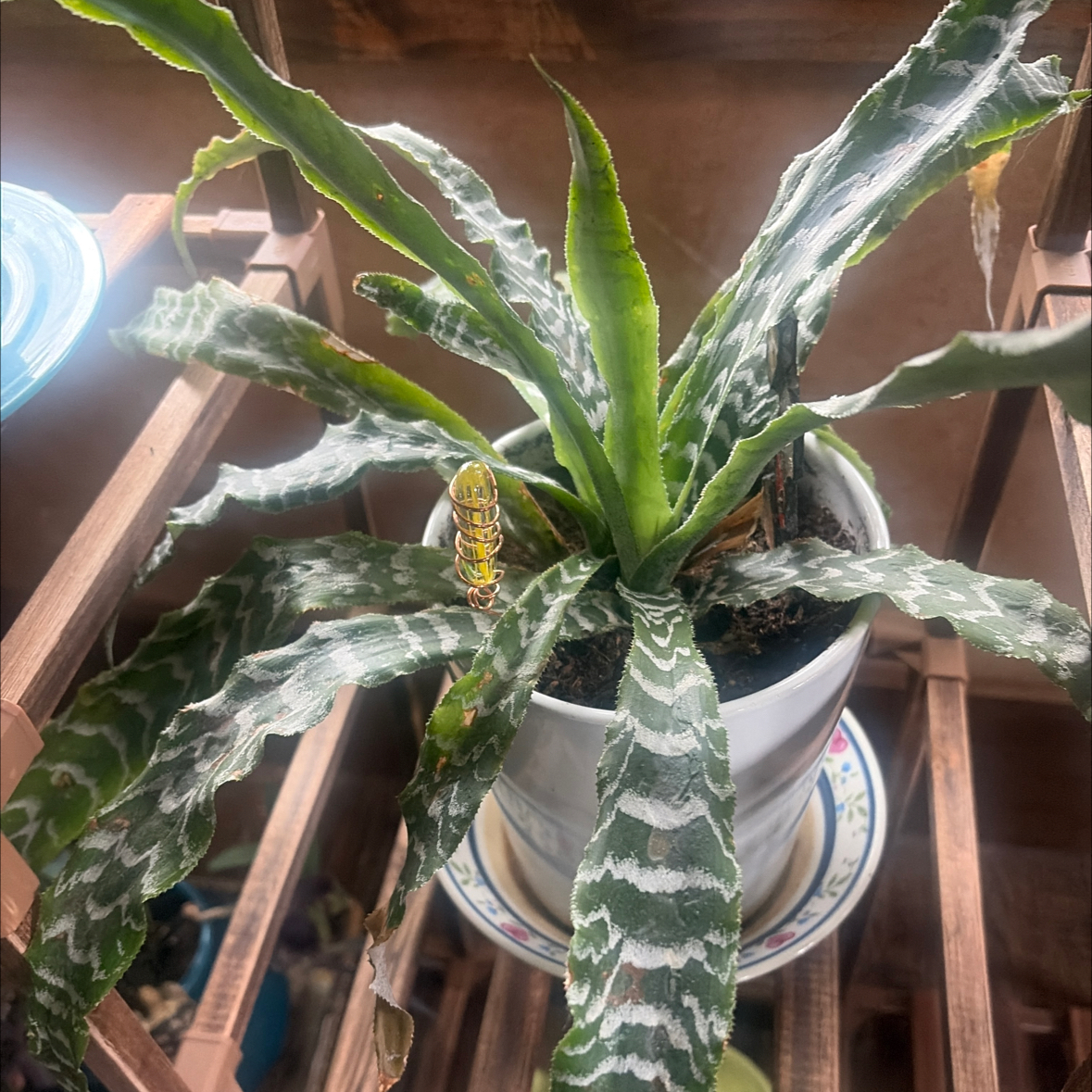 Photo of the plant species Bonita Earth Star by @UberOleander named Marshal Dillon on Greg, the plant care app