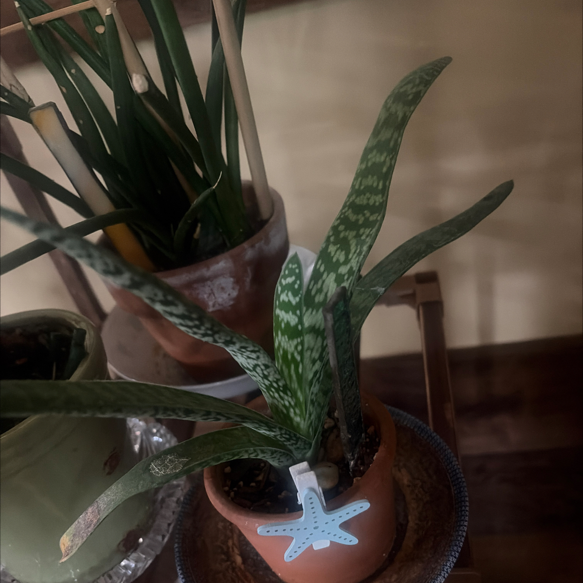 Photo of the plant species Dwarf Gasteria by @UberOleander named Lynkin on Greg, the plant care app