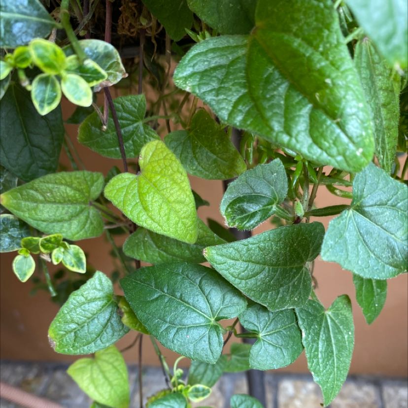 Blackeyed Susan Vine with green heart-shaped leaves, some yellowing visible.