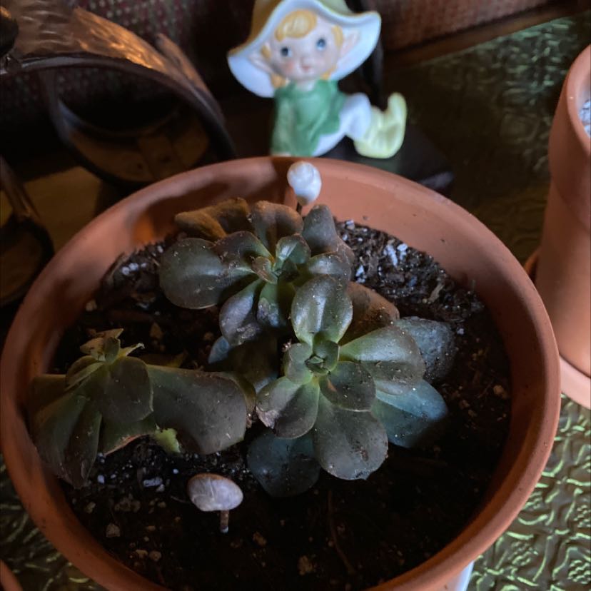 Echeveria 'Chroma' plant in a terracotta pot with visible soil, no flowers.
