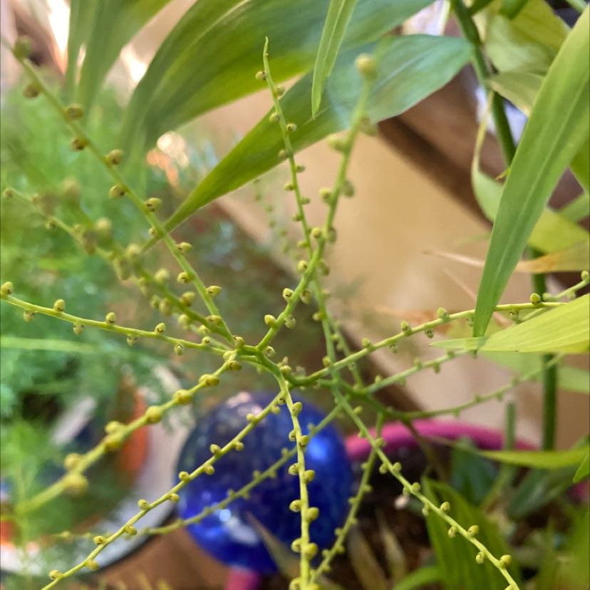 Image of a healthy Whisk Fern with green, leafless stems and small sporangia.