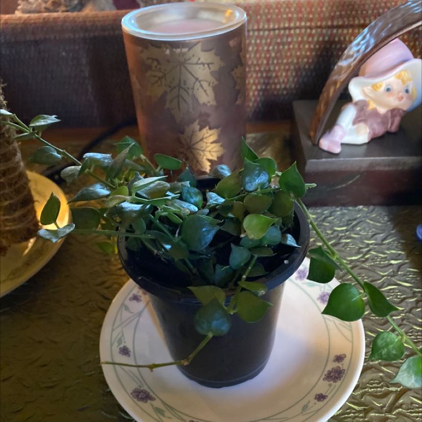 Potted Million Hearts plant with small, heart-shaped leaves on a saucer.