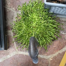 Photo of the plant species Whisk Fern by @UberOleander named Oscar on Greg, the plant care app