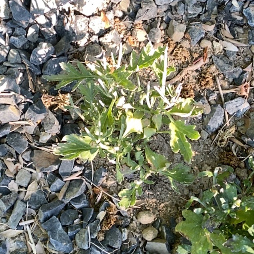Photo of the plant species Lovage by @UberOleander named River on Greg, the plant care app