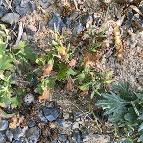 Photo of the plant species Old Man's Whiskers by @UberOleander named Willow on Greg, the plant care app