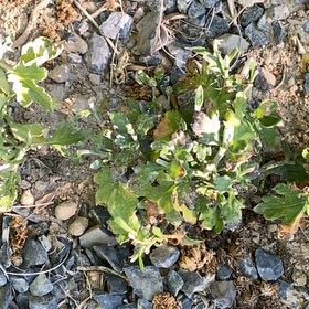Photo of the plant species Blister Buttercup by @UberOleander named Sky on Greg, the plant care app