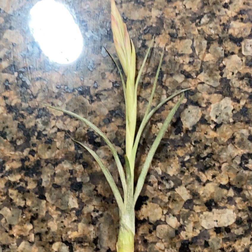 Photo of the plant species Yellow Salsify by @UberOleander named Jerry on Greg, the plant care app