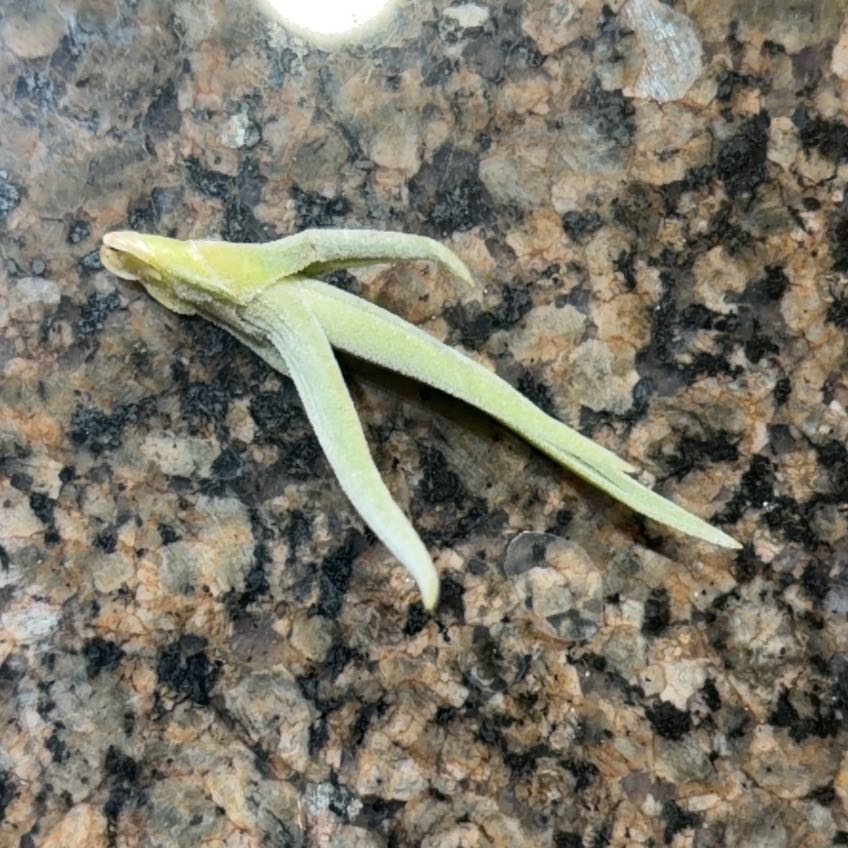 Photo of the plant species Wild Tulip by @UberOleander named Sinclairpu on Greg, the plant care app