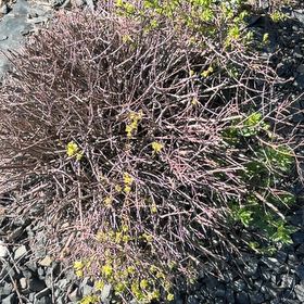 Photo of the plant species Winter Jasmine by @UberOleander named Keanu Leaves on Greg, the plant care app