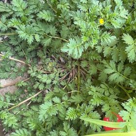Photo of the plant species Cow Parsley by @UberOleander named Gregarious on Greg, the plant care app