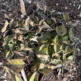 Photo of the plant species Sacred Datura by @UberOleander named Walt on Greg, the plant care app