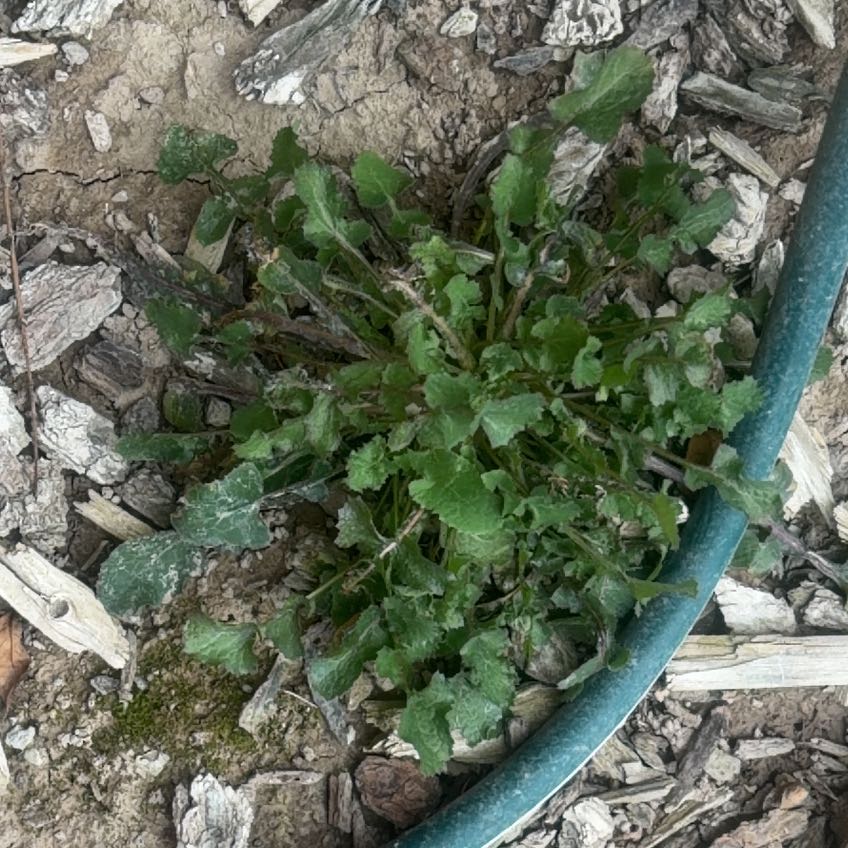 Photo of the plant species Garden Yellow Rocket by @UberOleander named Kendall on Greg, the plant care app
