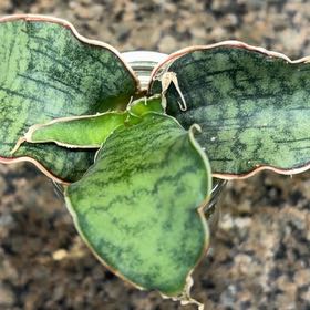 Photo of the plant species Purple Pitcher Plant by @UberOleander named Naomi on Greg, the plant care app