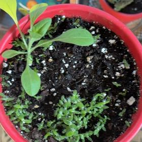 Photo of the plant species Marigold by @UberOleander named Newton on Greg, the plant care app