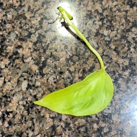 Photo of the plant species Bog Arum by @UberOleander named Mollie on Greg, the plant care app