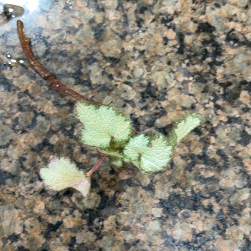 Photo of the plant species Spotted Deadnettle by @UberOleander named Ron on Greg, the plant care app
