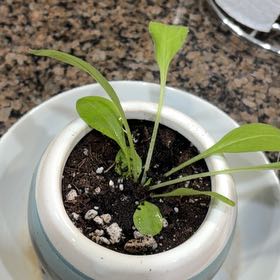 Photo of the plant species Common Beet by @UberOleander named Coco on Greg, the plant care app