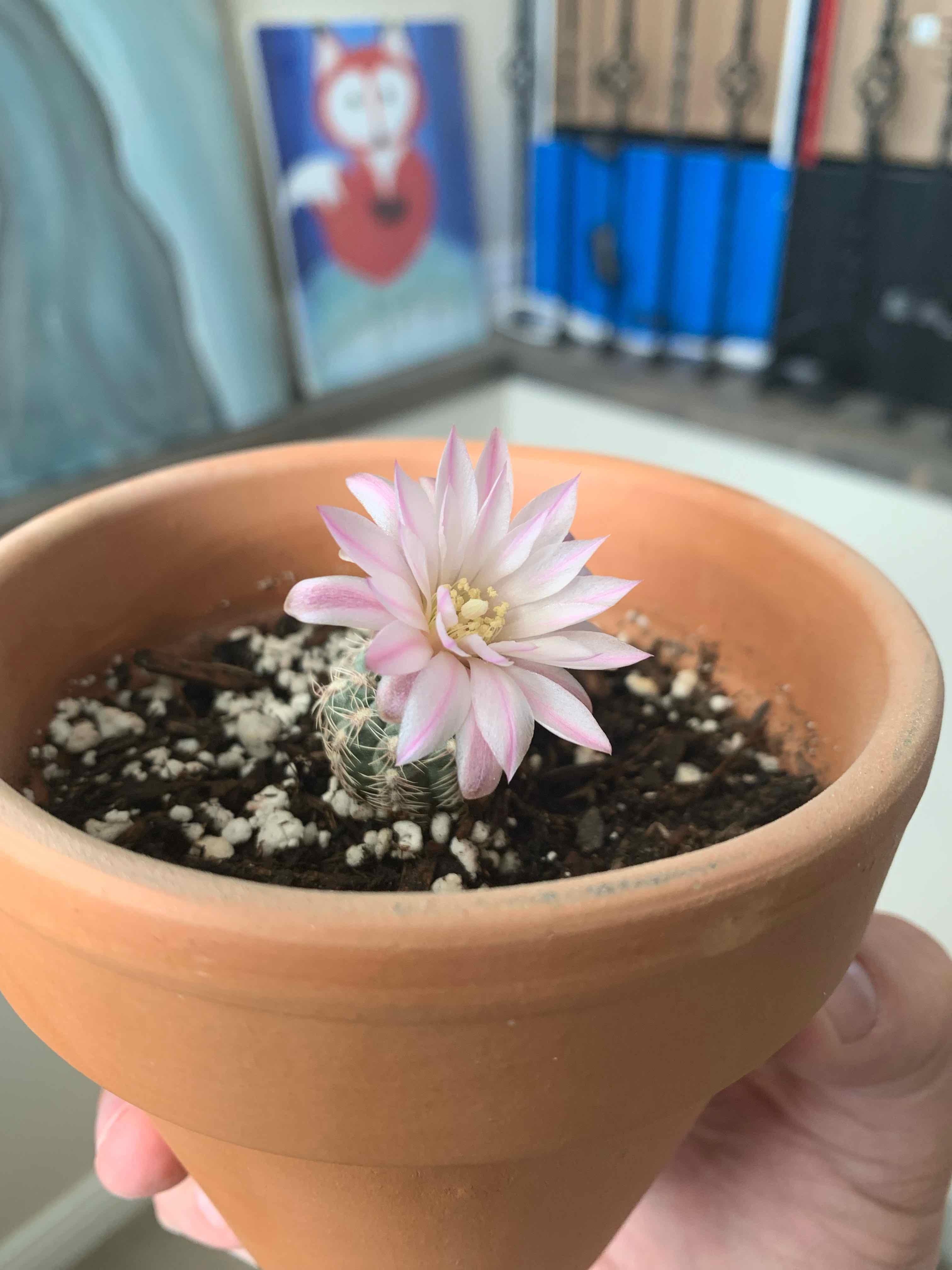 Gymnocalycium Bruchii